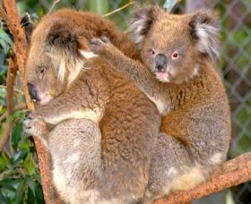 Shoalhaven Zoo - Gold Coast Attractions 0