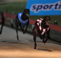 Dapto Dogs - Gold Coast Attractions
