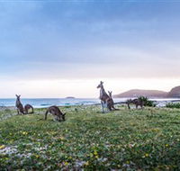 Pebbly Beach - Gold Coast Attractions