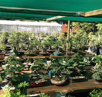 Bonsai at the Bay - Gold Coast Attractions