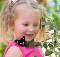 Coffs Harbour Butterfly House - Gold Coast Attractions