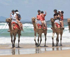 Camel Rides With Coffs Coast Camels - Gold Coast Attractions 0