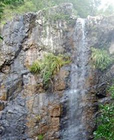 Wedding Bells Forest Drive - Gold Coast Attractions 0