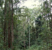 Bongil Bongil National Park - Gold Coast Attractions