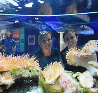 Solitary Islands Aquarium - Gold Coast Attractions