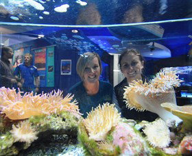 Solitary Islands Aquarium - Gold Coast Attractions 0