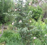 Tombstone Estate Vineyard - Gold Coast Attractions