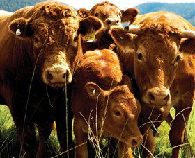 Krinklewood Vineyard - Gold Coast Attractions 4