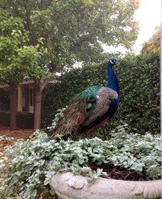 Krinklewood Vineyard - Gold Coast Attractions 3