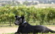 Moothi Estate Vineyard And Cellar Door - thumb 0