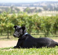 Moothi Estate Vineyard and Cellar Door - Gold Coast Attractions