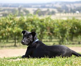 Moothi Estate Vineyard And Cellar Door - Gold Coast Attractions 0