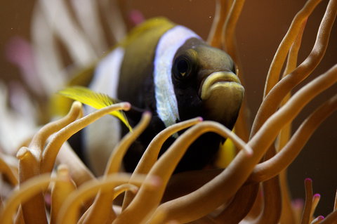 Solitary Islands Aquarium - Gold Coast Attractions 1