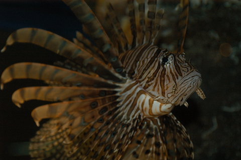 Solitary Islands Aquarium - Gold Coast Attractions 4