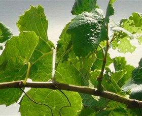 Angullong Wines - Gold Coast Attractions 1