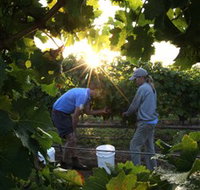 Oakdene Vineyards Restaurant and Cellar Door - Gold Coast Attractions