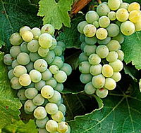 Clover Hill Vineyard - Gold Coast Attractions