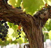 Blackjack Vineyards - Gold Coast Attractions