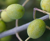 Montalto Vineyard and Olive Grove