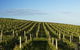 Delamere Vineyard - thumb 0