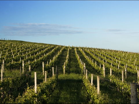 Delamere Vineyard - Gold Coast Attractions 0