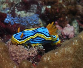 Coral Gardens Dive Site Mooloolaba - Gold Coast Attractions 1