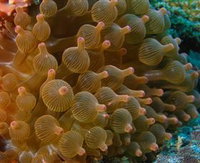 Coral Gardens Dive Site Mooloolaba