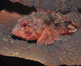 Coral Gardens Dive Site Mooloolaba - Gold Coast Attractions 2