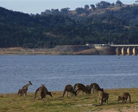 Inland Waters Holiday Parks Wyangala Waters - Gold Coast Attractions 3