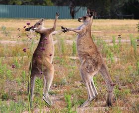 Inland Waters Holiday Parks Wyangala Waters - Gold Coast Attractions 2