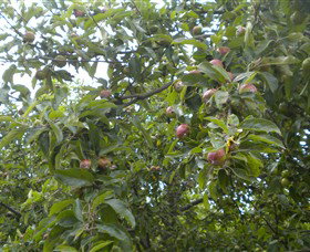 Tin Shed Cider - Gold Coast Attractions 1