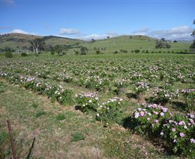 Damasque Rose Oil Farm - Gold Coast Attractions 1