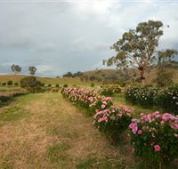 Damasque Rose Oil Farm - Gold Coast Attractions