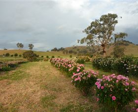 Damasque Rose Oil Farm - Gold Coast Attractions 0