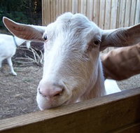 Drysdale Cheeses - Gold Coast Attractions