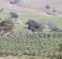 Wymah Organic Olives and Lambs - Gold Coast Attractions