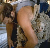 Kuriong Sheep Station - Gold Coast Attractions