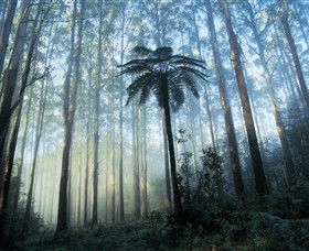 Yarra Ranges National Park - Gold Coast Attractions 0
