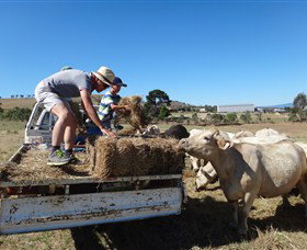 Bathurst Farm Experience - Gold Coast Attractions 5