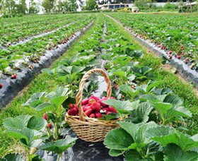 Blue Hills Berries & Cherries - Gold Coast Attractions 0