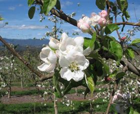 Batlow NSW Gold Coast Attractions