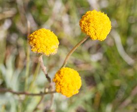 Billy Button Wines - Gold Coast Attractions 2