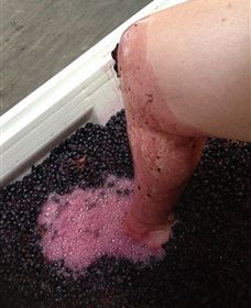 Billy Button Wines - Gold Coast Attractions 1