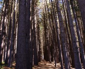 Sugarpine Walk - Gold Coast Attractions 2
