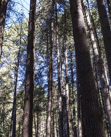 Sugarpine Walk - Gold Coast Attractions 1