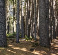 Sugarpine Walk - Gold Coast Attractions
