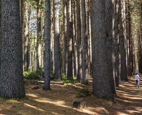 Sugarpine Walk - Gold Coast Attractions 0