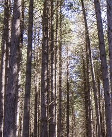 Sugarpine Walk - Gold Coast Attractions 3