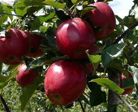 Wilgro Orchards - Gold Coast Attractions 3