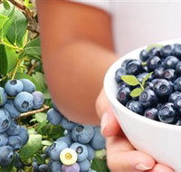 Jolly Berries - Gold Coast Attractions